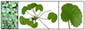 water pennywort